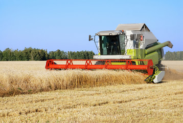 Cleaning of a wheaten field by a combine