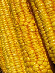 corn