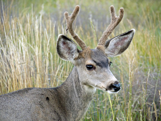 Mule Deer (Reh)
