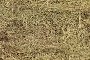 Background from stalks the wheat