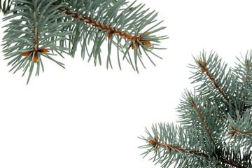 Christmas evergreen spruce tree