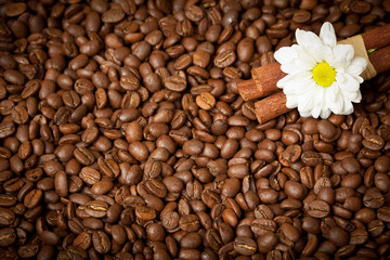 Roasted coffee beans background with cinnamon and flower