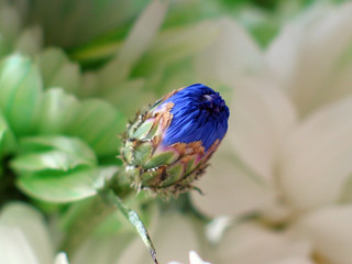 Blue Flower Bud
