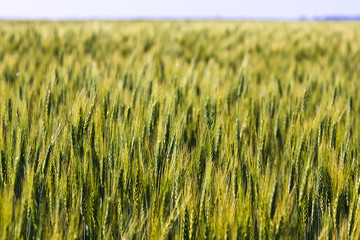 Young Green Wheat Field