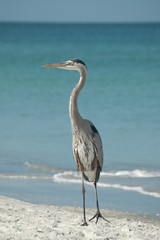 Great Blue Heron on a Florida Beach