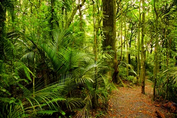Gordijnen Tropical forest © Stillfx