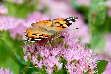 butterfly