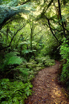 Tropical forest trail