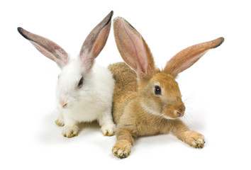 Happy New Year of rabbit