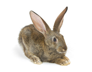 Happy New Year of rabbit