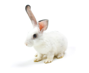 Obraz premium Happy New Year of rabbit