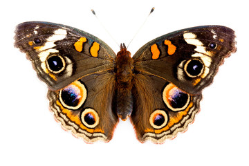 Naklejka premium Buckeye Butterfly isolated on white