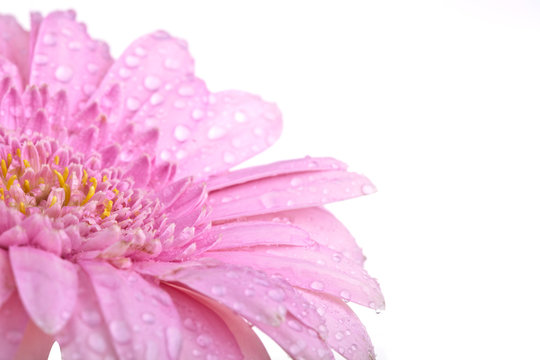 Gerbera mit Tautropfen