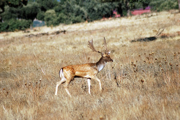 Gamo