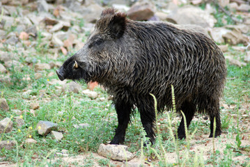 Jabalí