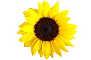 Perfect Sunflower, completely isolated on white background