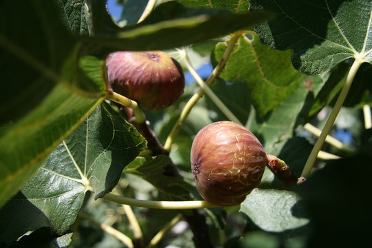 Feigen am Baum