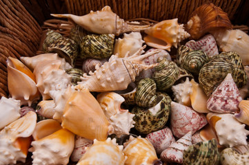 Seashells .