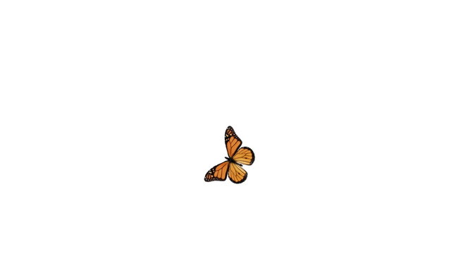 Butterfly flying around and landing. Alpha channel is included.
