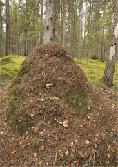 Gigantic ant hill built by southern wood ant (Formica rufa)