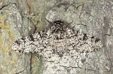 Obraz premium Ćma pieprzowa (Biston betularia)