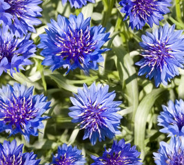 spring flowers blue cornflower wallpaper