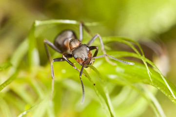 Southern wood ant (Formica rufa) Macro photo.