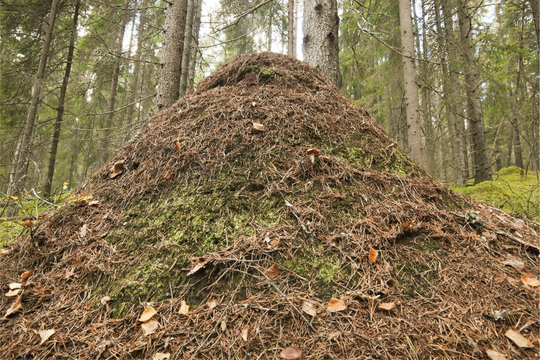 Gigantic Ant Hill Built By Southern Wood Ant (Formica Rufa)