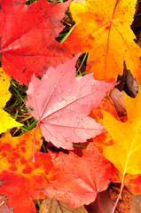 Naklejka na ściany i meble Close-up of a Colorful Maple Leaves