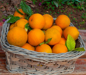 Basket of oranges .