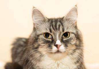 Beautiful face of cat closeup