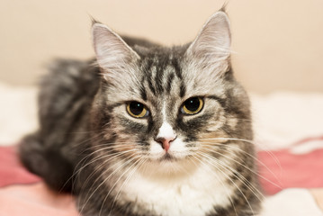 Beautiful face of cat closeup