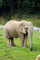 éléphant d'afrique