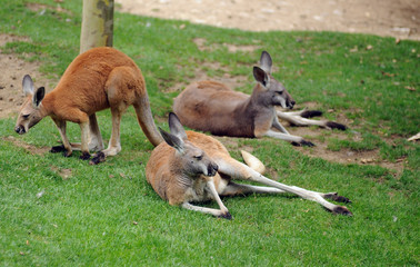 kangourous roux (Macropus rufus)