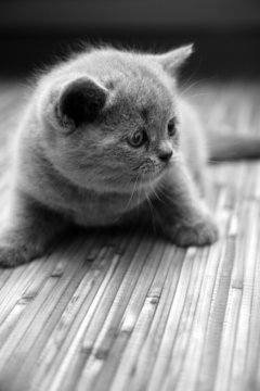 Cute british kitten