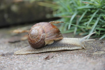 Schnecke