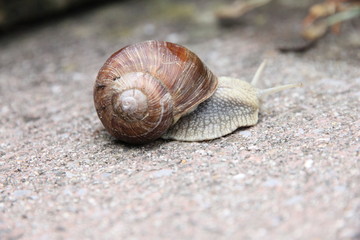 Schnecke