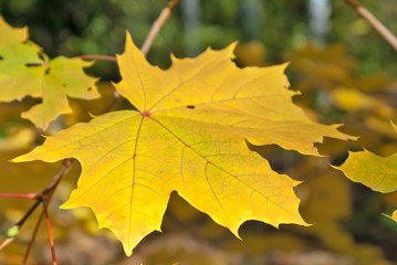 autumn leaves