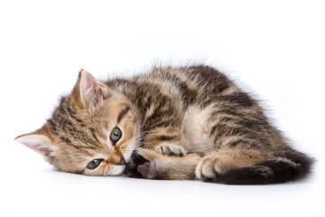 British kittens on white backgrounds