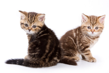 British kittens on white backgrounds