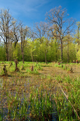 Fototapeta premium Spring shot of marsh in forest (Turkov Ostrava - Czech Republic)