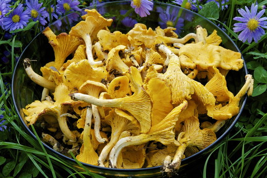 Saladier de girolles ou chanterelles
