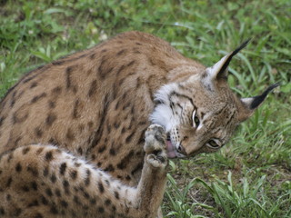 Lince ibérico