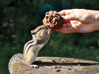 Chipmunk: пожалуйста, дайте мне шишку