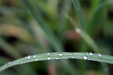 gouttes d'eau sur l'herbe