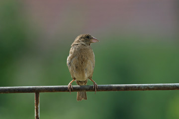 Garden sparrow