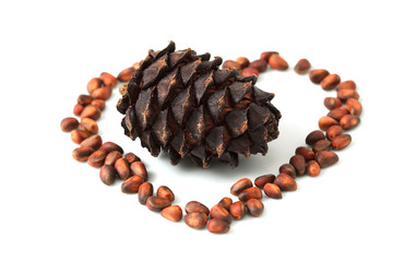 pine cone on a white background. isolated object