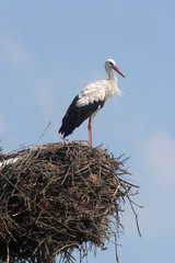 Stork in its nest over a clear blue backround