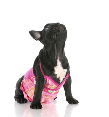 dog wearing pink dress