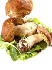 porcini